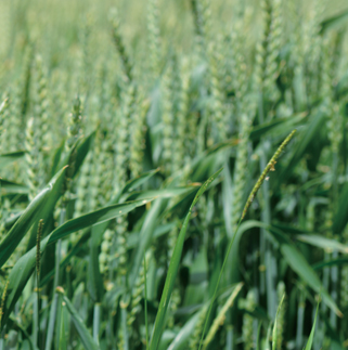 Jinhua Shuangding Machinery Co., Ltd.